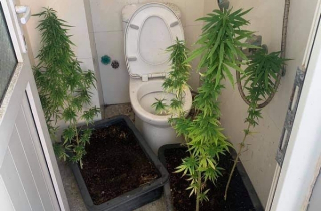 Một người đàn ông ngoại quốc trồng cần sa trên tầng thượng