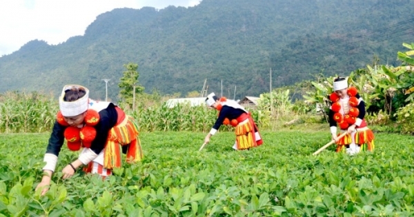 Quy định mới về hỗ trợ đất sản xuất cho hộ đồng bào dân tộc thiểu số