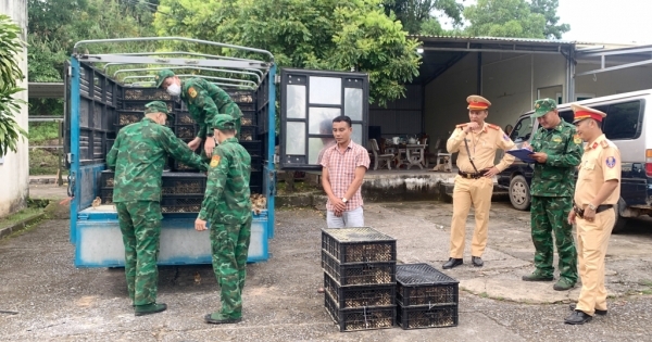 Quảng Ninh: Biên phòng phối hợp với Công an bắt giữ vụ vận chuyển 18.000 con gà giống không rõ nguồn gốc
