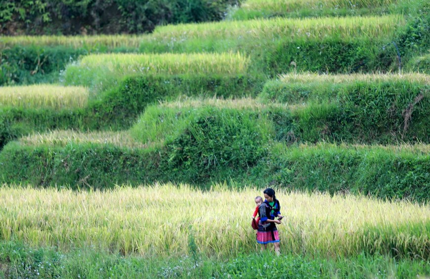 Ruộng bậc thang Mù Cang Chải gắn liền với đời sống, tập tục của người H’mông. (Ảnh: Nhật Anh/TTXVN)