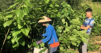 Huyện Bảo Lạc chi hơn 5 tỷ đồng hỗ trợ hộ nghèo