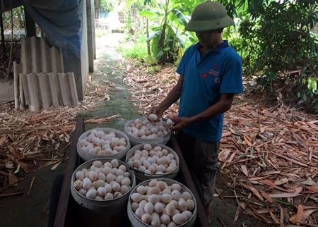 Trứng g&agrave; Ai Cập m&agrave;u trắng nh&igrave;n rất giống trứng g&agrave; ta thả vườn, được thương th&aacute;i ưa chuộng đến tận nh&agrave; thu mua với gi&aacute; cao