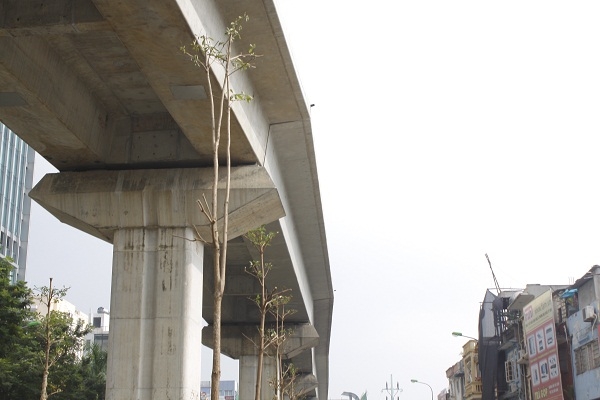 Nhiều người d&acirc;n lo ngại việc trồng c&acirc;y như vậy trong v&agrave;i năm tới liệu c&oacute; ảnh hưởng đến hoạt động của tuyến đường sắt?