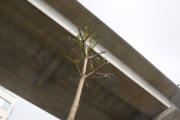 Mới trồng, nhưng nhiều c&acirc;y c&oacute; chiều cao đ&atilde; chạm mặt gầm cầu.