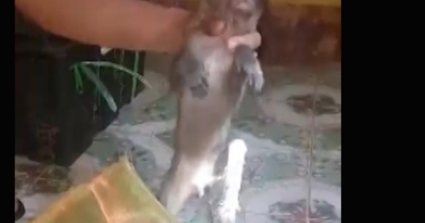 Nghệ An: Bắt xe khách vận chuyển 8 cá thể khỉ đang sống đến nơi tiêu thụ