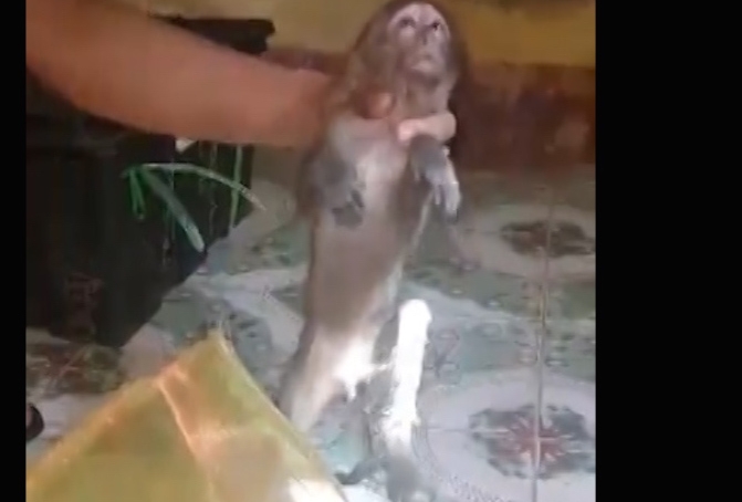 Kiểm tra chiếc xe kh&aacute;ch tổ c&ocirc;ng t&aacute;c CSGT ph&aacute;t hiện 8 c&aacute; thể khỉ đang sống được dấu dưới gầm chứa h&agrave;ng h&oacute;a.