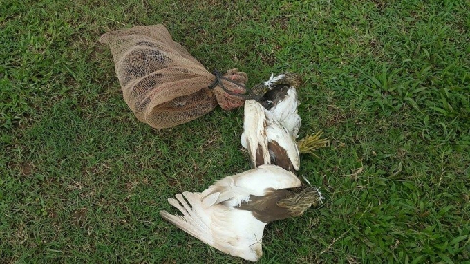 Những ch&uacute; chim xấu số bị bắt.