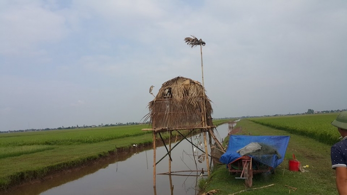 D&ugrave;ng đủ mọi c&aacute;ch tận diệt chim trời.