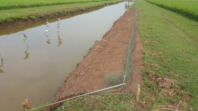 D&ugrave;ng chim mồi để bẫy chim trời năng xuất hơn.