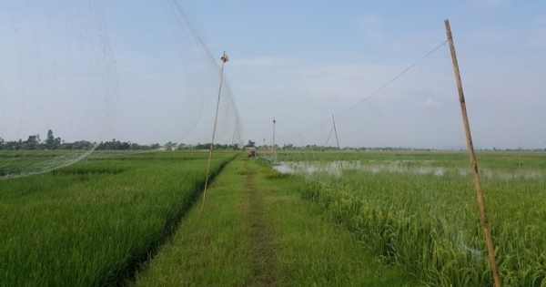 Đủ mọi cách tận diệt chim trời