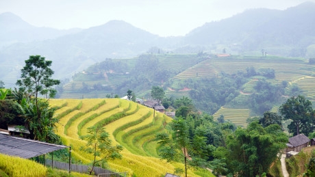 Những thửa ruộng bậc thang v&agrave;ng &oacute;ng m&ecirc; hoặc du kh&aacute;ch tại Ho&agrave;ng Su Ph&igrave;.