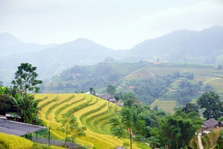 Những thửa ruộng bậc thang v&agrave;ng &oacute;ng.