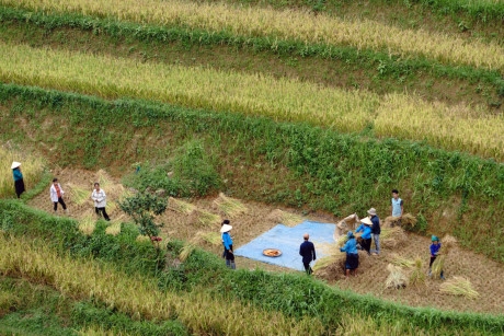 V&agrave;o những ng&agrave;y đầu th&aacute;ng 10, Ho&agrave;ng Su Ph&igrave; bắt đầu v&agrave;o m&ugrave;a gặt.