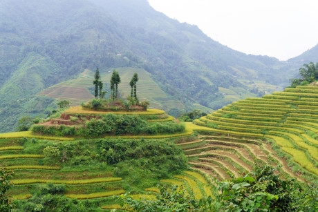 Ruộng bậc thang c&oacute; hầu hết khắp c&aacute;c x&atilde; tr&ecirc;n địa b&agrave;n huyện Ho&agrave;ng Su Ph&igrave;. Nhưng tập trung nhiều v&agrave; đẹp nhất phải kể đến c&aacute;c Bản: Bản Luốc, Bản Ph&ugrave;ng, Th&ocirc;ng Nguy&ecirc;n, Hồ Thầu, Nậm Ty, S&aacute;n Sả Hồ với tổng diện t&iacute;ch gần 765 ha. Ảnh: Ho&agrave;ng Anh.