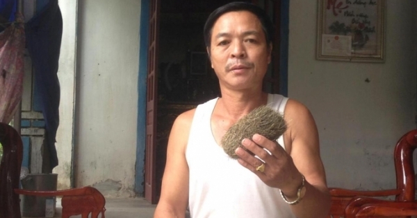 Mổ lợn nái nuôi 13 năm, phát hiện cát lợn giá tiền tỷ