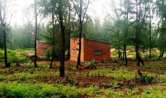 Nh&agrave; x&acirc;y tr&aacute;i ph&eacute;p trong khu vực rừng dương ph&ograve;ng hộ ven biển thuộc phạm vi h&agrave;nh lang tỉnh lộ 639.