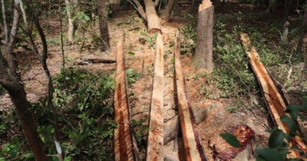 Đắk Lắk: Ba đối tượng phá rừng bảo tồn thiên nhiên Ea Sô bị bắt tạm giam