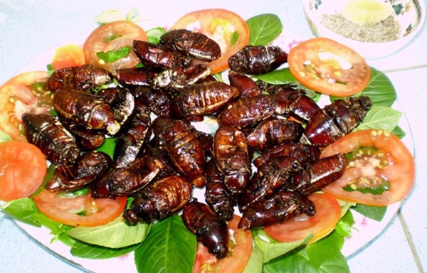 C&oacute; rất nhiều tường hợp tử vong v&igrave; ăn nhầm c&ocirc;n tr&ugrave;ng tưởng l&agrave; bọ x&iacute;t. Ảnh: minh họa