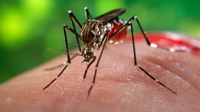 Việt Nam tiếp tục ghi nhận th&ecirc;m hai trường hợp nhiễm virus Zika mới tại B&igrave;nh Dương v&agrave; TP HCM.