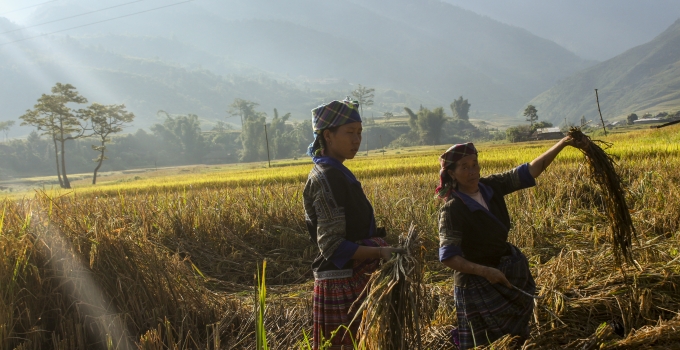 N&ocirc;ng d&acirc;n bắt đầu xuống đồng gặp những b&ocirc;ng l&uacute;a ch&iacute; v&agrave;ng m&agrave; họ đ&atilde; rất mất nhiều c&ocirc;ng chăm s&oacute;c.