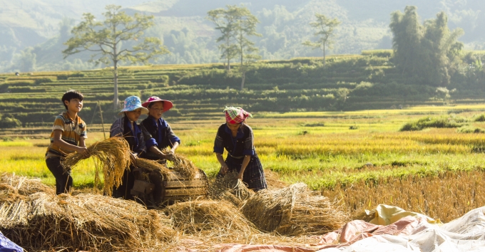 Cắt l&uacute;a xong người n&ocirc;ng d&acirc;n tuốt ngay tr&ecirc;n ruộng để mang th&oacute;c về nh&agrave;.