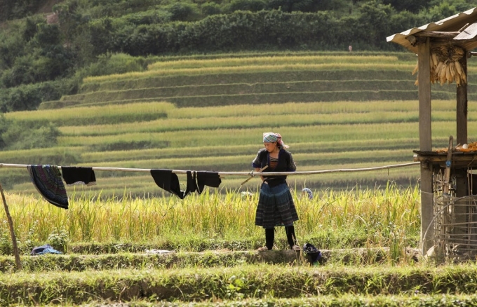 Nh&agrave; của những người n&ocirc;ng d&acirc;n nơi đ&acirc;y thường nằm ở gần đồng ruộng, điều đ&oacute; thuận tiện cho việc thu hoạch l&uacute;a khi v&agrave;o vụ.