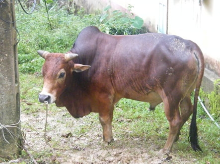 H&igrave;nh minh họa.