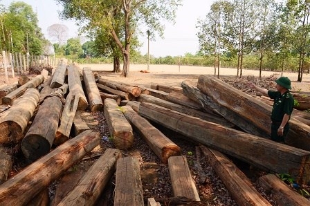 Gỗ lậu bị thu giữ.