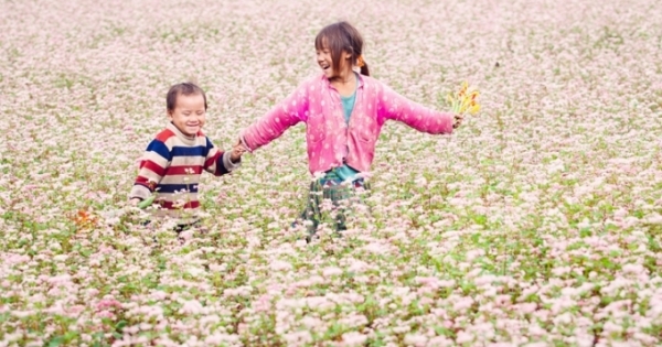 Sống như những đóa hoa Tam giác mạch