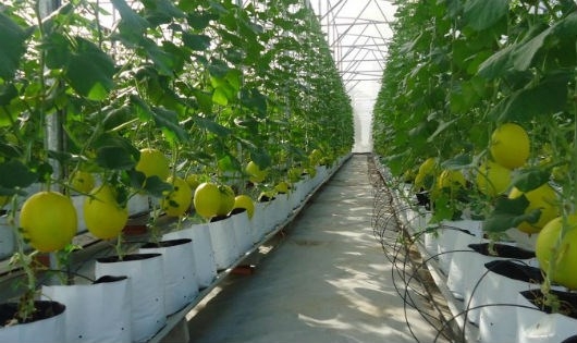 Nhật Bản đầu tư v&agrave;o n&ocirc;ng nghiệp Việt Nam mang theo c&ocirc;ng nghệ sản xuất ti&ecirc;n tiến.