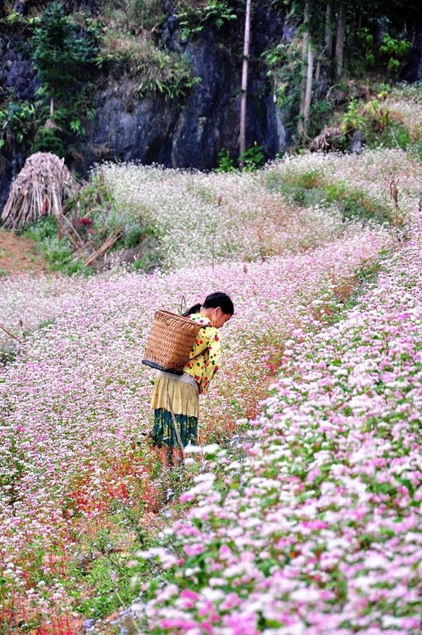 Người d&acirc;n bản địa thường lấy bột của quả tam gi&aacute;c mạch để l&agrave;m b&aacute;nh hoặc d&ugrave;ng hạt trộn với ng&ocirc; để nấu rượu tạo n&ecirc;n hương vị kh&aacute; đặc biệt. C&oacute; nơi d&ugrave;ng để chăn nu&ocirc;i gia s&uacute;c. Ảnh: L&ecirc; Duy Hưng.