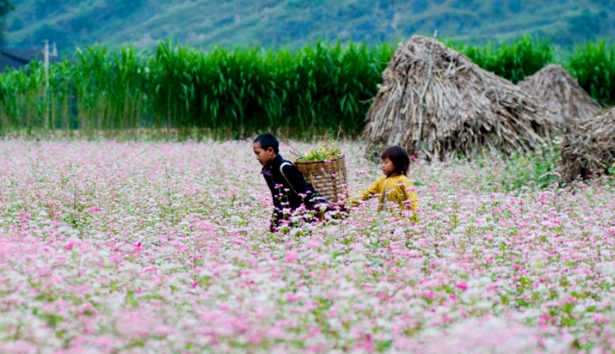 Do lo&agrave;i hoa n&agrave;y c&oacute; sức h&uacute;t lớn với du kh&aacute;ch, tạo n&ecirc;n cơn sốt du lịch H&agrave; Giang thời gian gần đ&acirc;y, năm nay H&agrave; Giang đ&atilde; cho nh&acirc;n rộng lo&agrave;i hoa n&agrave;y ở nhiều điểm để đ&aacute;p ứng nhu cầu ngắm hoa của du kh&aacute;ch.&nbsp;