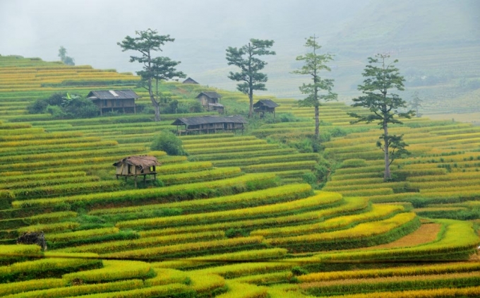 X&atilde; T&uacute; Lệ L&agrave; một thung lũng thuộc huyện Văn Chấn, tỉnh Y&ecirc;n B&aacute;i.&nbsp;Đ&acirc;y l&agrave; một trong những điểm dừng ch&acirc;n y&ecirc;u th&iacute;ch của bất cứ du kh&aacute;ch n&agrave;o tr&ecirc;n đường qua M&ugrave; Cang Chải.