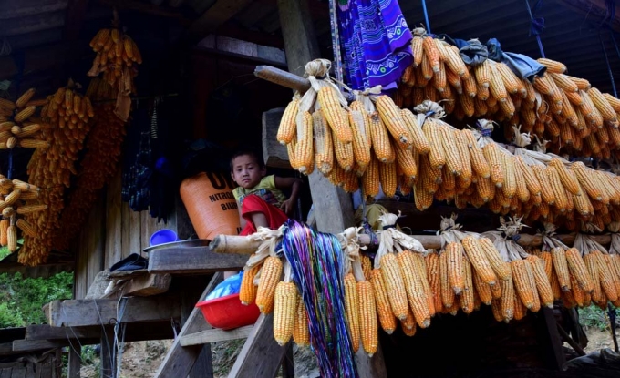 Thu sang, M&ugrave; Cang Chải đẹp đến nao l&ograve;ng