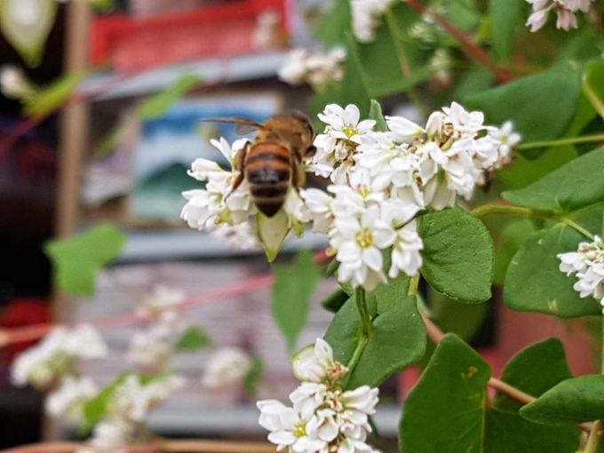 Thu về rủ nhau du lịch H&agrave; Giang ngắm hoa tam gi&aacute;c mạch