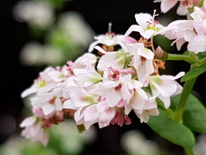 H&igrave;nh ảnh hoa tam gi&aacute;c mạch l&agrave; điểm nhấn của du lịch H&agrave; Giang.