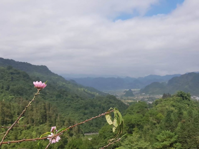 Những c&aacute;nh hoa đ&agrave;o bất ngờ xuất hiện giữa tiết trời m&ugrave;a Thu.