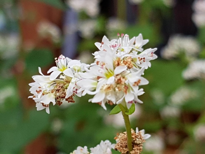 Thu về rủ nhau du lịch H&agrave; Giang ngắm hoa tam gi&aacute;c mạch