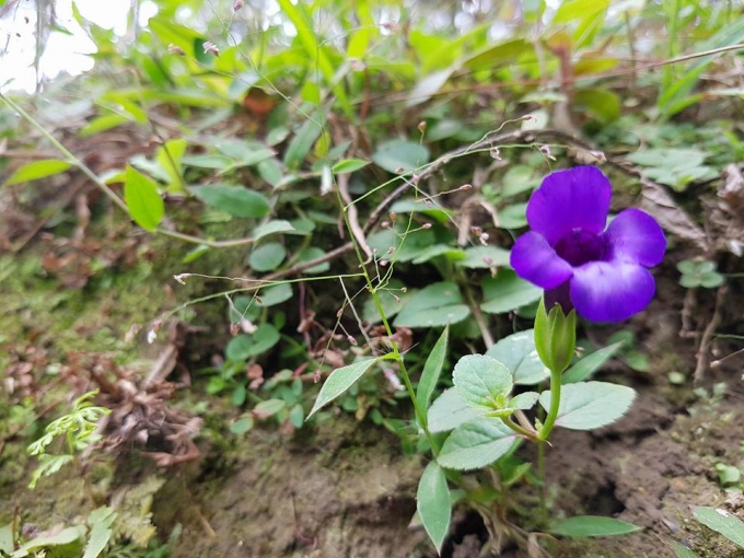 Sắc t&iacute;m hiếm hoi giữa c&aacute;nh đồng hoa tam gi&aacute;c mạch.