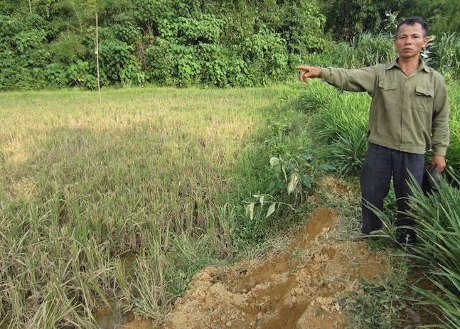 Người d&acirc;n chỉ nơi đ&agrave;n voi li&ecirc;n tục xuất hiện ăn hoa m&agrave;u.