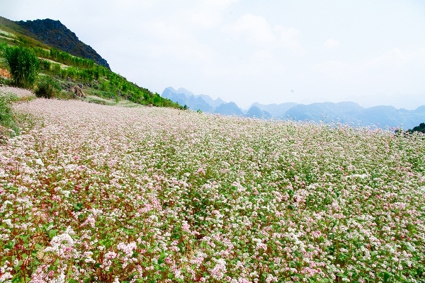 Tam gi&aacute;c mạch được trồng ở nhiều nơi tr&ecirc;n khắp tỉnh H&agrave; Giang. Dọc từ Quản Bạ, Y&ecirc;n Minh cho đến Phố C&aacute;o, Đồng Văn v&agrave; khắp c&aacute;c đường đ&egrave;o uốn kh&uacute;c quanh co của H&agrave; Giang đang dần được phủ một m&agrave;u hồng của hoa tam gi&aacute;c mạch.