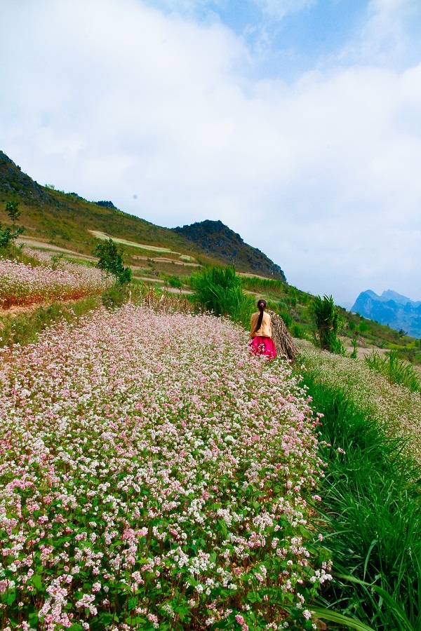 &nbsp;Đ&acirc;y l&agrave; thời điểm l&yacute; tưởng để du kh&aacute;ch đến nơi n&agrave;y ngắm nh&igrave;n vẻ đẹp tinh kh&ocirc;i của lo&agrave;i hoa n&agrave;y v&agrave; con sự nhiệt th&agrave;nh của con người nơi đ&acirc;y.