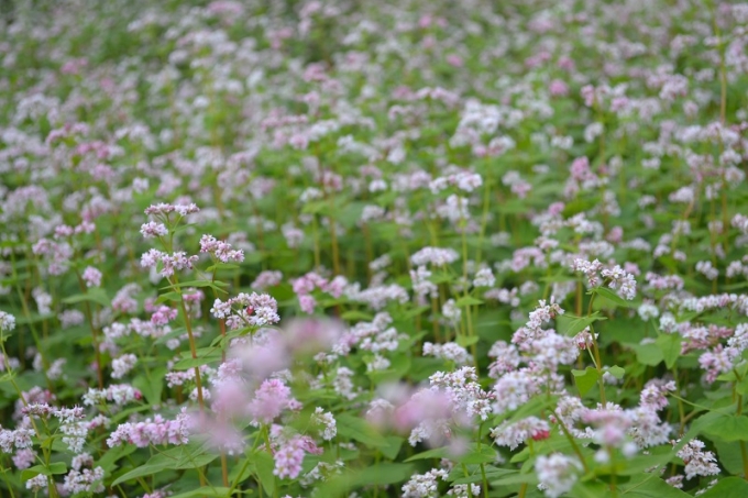 Hiện tại hoa Tam Gi&aacute;c Mạch đang nở rộ.