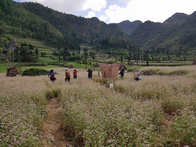 H&agrave; Giang đ&atilde; sẵn s&agrave;ng cho lễ hội hoa tam gi&aacute;c mạch lần thứ 2.