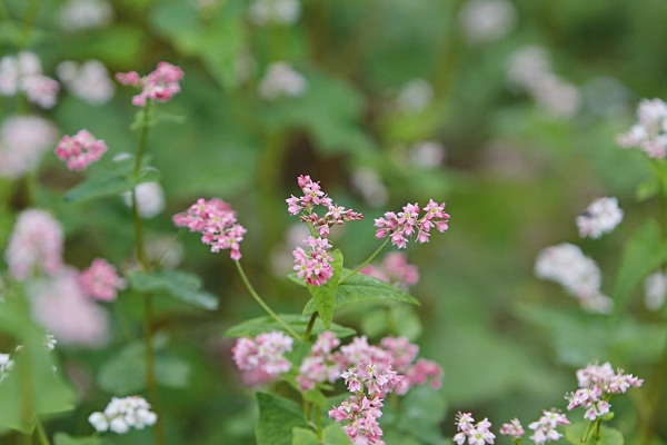 Vẻ đẹp tinh kh&ocirc;i của lo&agrave;i hoa T&acirc;y Bắc giữa cao nguy&ecirc;n đ&aacute; Đồng Văn.