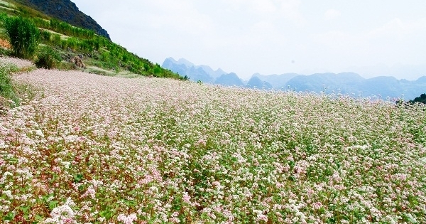 Kinh nghiệm phượt Hà Giang mùa tam giác mạch