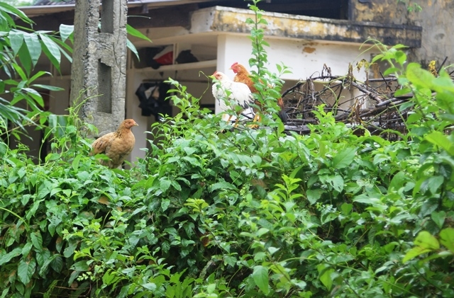 Gia cầm cũng phải leo cao để tr&aacute;nh ngập lụt.