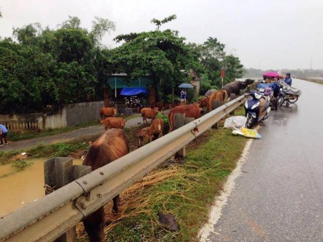 Gia s&uacute;c được đưa l&ecirc;n đường c&aacute;i tr&aacute;nh lũ.