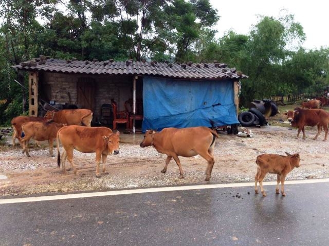 Tr&acirc;u b&ograve; nhởn nhơ khi đ&atilde; an to&agrave;n.