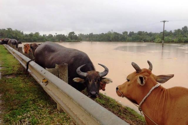 Hiện tại, đ&atilde; c&oacute; 2 người chết v&agrave; 1 người mất t&iacute;ch ở H&agrave; Tĩnh, gia s&uacute;c phải cư ngụ tạm tr&ecirc;n Quốc lộ.